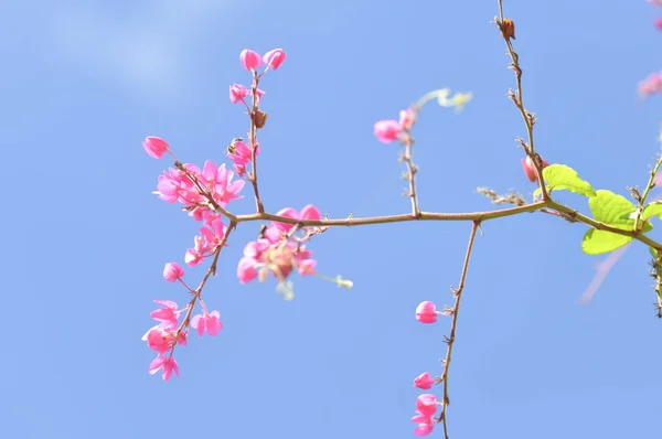 Meksykański pnącze, Bee Bush, Antigonon leptopus kwiat — Zdjęcie stockowe