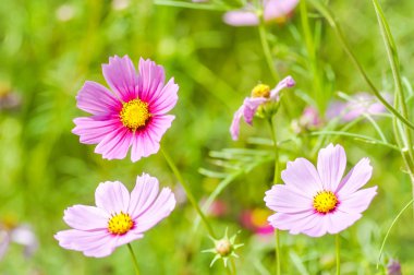 Cosmos çiçek ya da Meksika aster çiçek