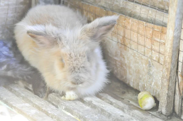 Grey rabbit in the cage — Stock Photo, Image