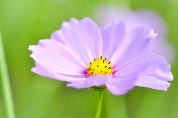 波斯菊或墨西哥紫菀花 — 图库照片