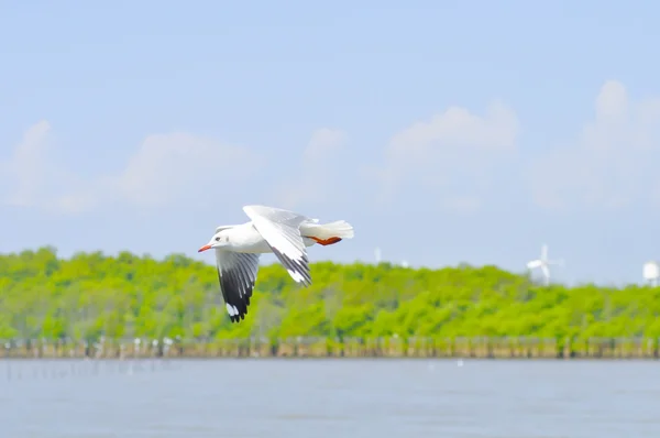 Gaviota voladora cerca del agua — Foto de Stock