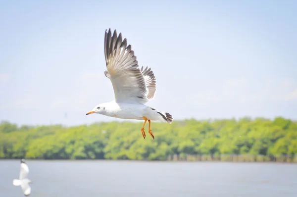 Gaviota voladora cerca del agua — Foto de Stock