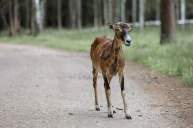 The mouflon (Ovis orientalis) in the Forest Reserve