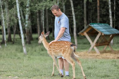 A man feeding cute Sika deer bambi at contact zoo. Happy traveler man enjoys socializing with wild animals in national park in summer.