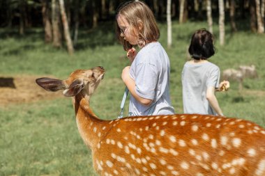 Girls feeding cute spotted deer bambi at petting zoo. Happy traveler girl enjoys socializing with wild animals in national park in summer. Baby fawn deer playing with people in contact zoo