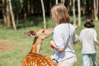 Girls feeding cute spotted deer bambi at contact zoo. Happy traveler girls enjoys socializing with wild animals in national park in summer.