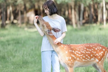 A girl feeding cute spotted deer bambi at contact zoo. Happy traveler girl enjoys socializing with wild animals in national park in summer.