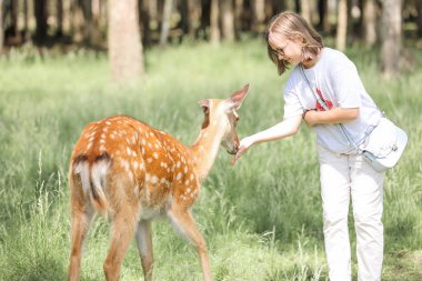 A girl feeding cute spotted deer bambi at petting zoo. Happy traveler girl enjoys socializing with wild animals in national park in summer. Baby fawn deer playing with people in contact zoo