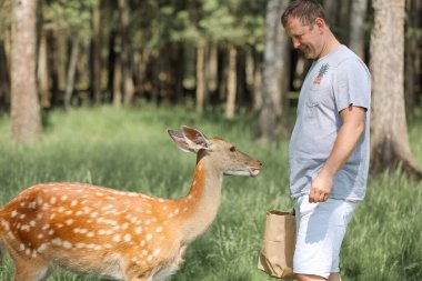 A man feeding cute spotted deer bambi at contact zoo. Happy traveler man enjoys socializing with wild animals in national park in summer.
