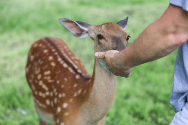 A man feeding cute spotted deer bambi at contact zoo. Happy traveler man enjoys socializing with wild animals in national park in summer.