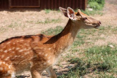 Portrait of a Spotted Deer in the forest