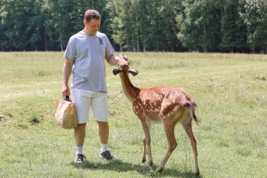 A man feeding cute spotted deer bambi at contact zoo. Happy traveler man enjoys socializing with wild animals in national park in summer. clipart