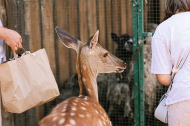 Spotted deer on the farm stands next to people