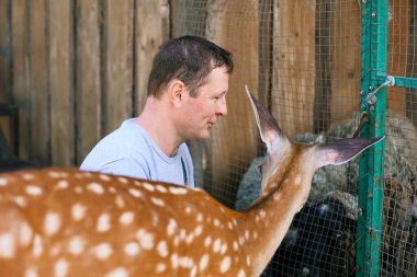 A man feeding cute spotted deer bambi at contact zoo. Happy traveler man enjoys socializing with wild animals in national park in summer.