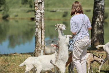 Girl feeds and plays with goats on a farm