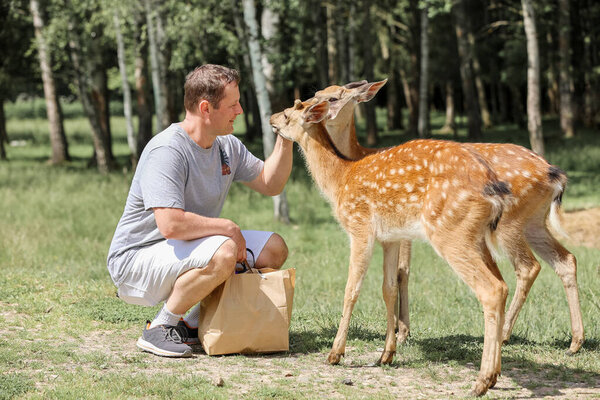 A man feeding cute spotted deer bambi at contact zoo. Happy traveler man enjoys socializing with wild animals in national park in summer.