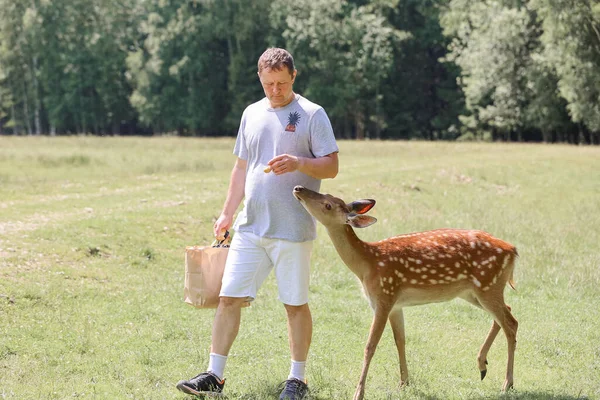 Man Feeding Cute Spotted Deer Bambi Contact Zoo Happy Traveler — Stock Photo, Image