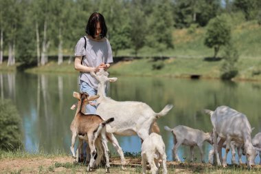 Girl feeds and plays with goats on a farm