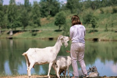 Girl feeds and plays with goats on a farm