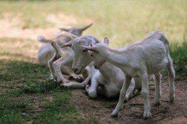 Çiftlikte bir keçi sürüsü