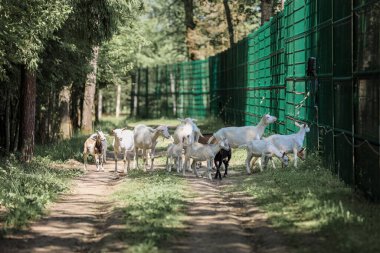 Çiftlikte bir keçi sürüsü