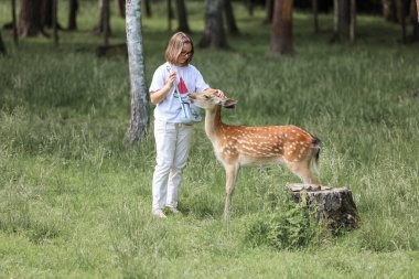 A girl feeding cute spotted deer bambi at petting zoo. Happy traveler girl enjoys socializing with wild animals in national park in summer. Baby fawn deer playing with people in contact zoo