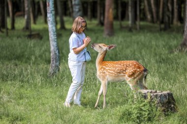 A girl feeding cute spotted deer bambi at petting zoo. Happy traveler girl enjoys socializing with wild animals in national park in summer. Baby fawn deer playing with people in contact zoo
