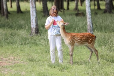 A girl feeding cute spotted deer bambi at petting zoo. Happy traveler girl enjoys socializing with wild animals in national park in summer. Baby fawn deer playing with people in contact zoo