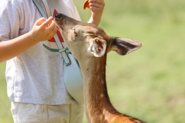 A girl feeding cute spotted deer bambi at petting zoo. Happy traveler girl enjoys socializing with wild animals in national park in summer. Baby fawn deer playing with people in contact zoo