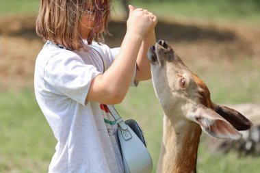A girl feeding cute spotted deer bambi at petting zoo. Happy traveler girl enjoys socializing with wild animals in national park in summer. Baby fawn deer playing with people in contact zoo