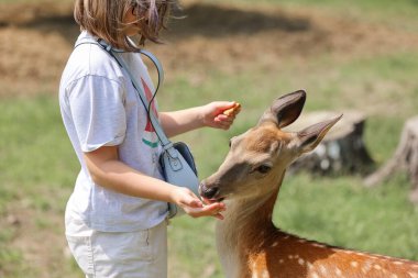 A girl feeding cute spotted deer bambi at petting zoo. Happy traveler girl enjoys socializing with wild animals in national park in summer. Baby fawn deer playing with people in contact zoo