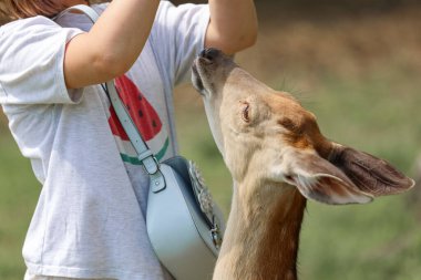 A girl feeding cute spotted deer bambi at petting zoo. Happy traveler girl enjoys socializing with wild animals in national park in summer. Baby fawn deer playing with people in contact zoo
