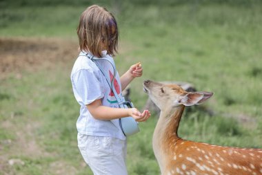 A girl feeding cute spotted deer bambi at petting zoo. Happy traveler girl enjoys socializing with wild animals in national park in summer. Baby fawn deer playing with people in contact zoo