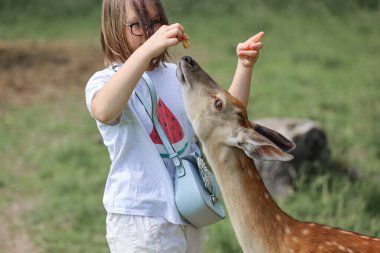 A girl feeding cute spotted deer bambi at petting zoo. Happy traveler girl enjoys socializing with wild animals in national park in summer. Baby fawn deer playing with people in contact zoo