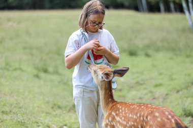 A girl feeding cute spotted deer bambi at petting zoo. Happy traveler girl enjoys socializing with wild animals in national park in summer. Baby fawn deer playing with people in contact zoo