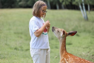 A girl feeding cute spotted deer bambi at petting zoo. Happy traveler girl enjoys socializing with wild animals in national park in summer. Baby fawn deer playing with people in contact zoo