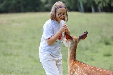 A girl feeding cute spotted deer bambi at petting zoo. Happy traveler girl enjoys socializing with wild animals in national park in summer. Baby fawn deer playing with people in contact zoo