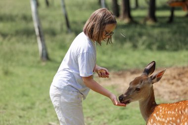 A girl feeding cute spotted deer bambi at petting zoo. Happy traveler girl enjoys socializing with wild animals in national park in summer. Baby fawn deer playing with people in contact zoo