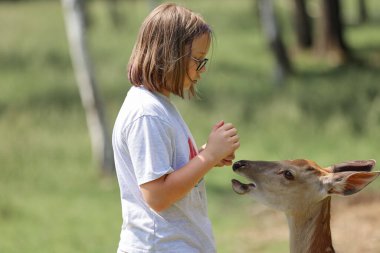 A girl feeding cute spotted deer bambi at petting zoo. Happy traveler girl enjoys socializing with wild animals in national park in summer. Baby fawn deer playing with people in contact zoo