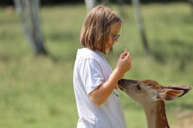 A girl feeding cute spotted deer bambi at petting zoo. Happy traveler girl enjoys socializing with wild animals in national park in summer. Baby fawn deer playing with people in contact zoo