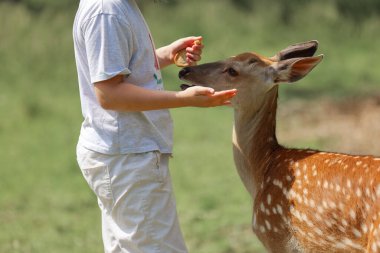 A girl feeding cute spotted deer bambi at petting zoo. Happy traveler girl enjoys socializing with wild animals in national park in summer. Baby fawn deer playing with people in contact zoo