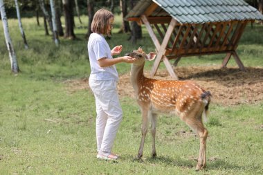 A girl feeding cute spotted deer bambi at petting zoo. Happy traveler girl enjoys socializing with wild animals in national park in summer. Baby fawn deer playing with people in contact zoo