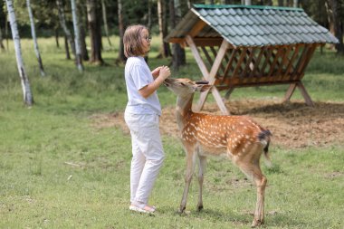 A girl feeding cute spotted deer bambi at petting zoo. Happy traveler girl enjoys socializing with wild animals in national park in summer. Baby fawn deer playing with people in contact zoo