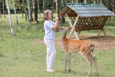 A girl feeding cute spotted deer bambi at petting zoo. Happy traveler girl enjoys socializing with wild animals in national park in summer. Baby fawn deer playing with people in contact zoo