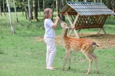 A girl feeding cute spotted deer bambi at petting zoo. Happy traveler girl enjoys socializing with wild animals in national park in summer. Baby fawn deer playing with people in contact zoo