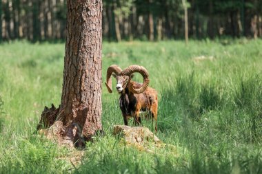 The mouflon (Ovis orientalis) in the Forest Reserve