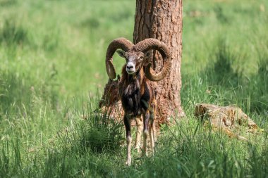 The mouflon (Ovis orientalis) in the Forest Reserve