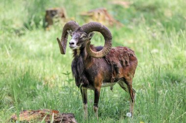 The mouflon (Ovis orientalis) in the Forest Reserve