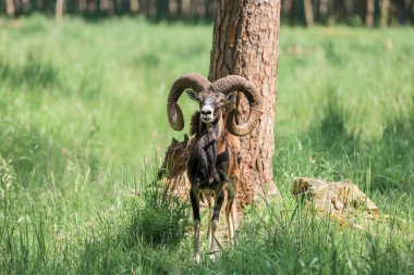 The mouflon (Ovis orientalis) in the Forest Reserve