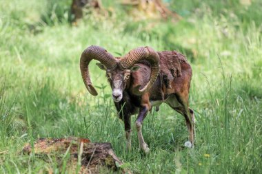 The mouflon (Ovis orientalis) in the Forest Reserve